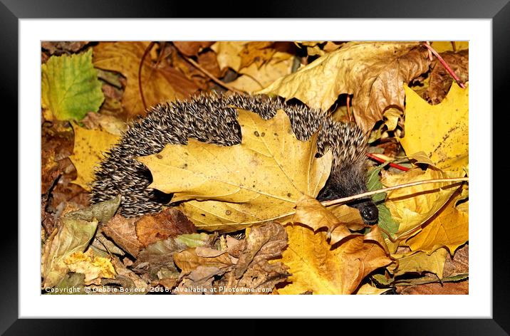 Rummaging Hedgehog in Autumn Leaves  Framed Mounted Print by Lady Debra Bowers L.R.P.S