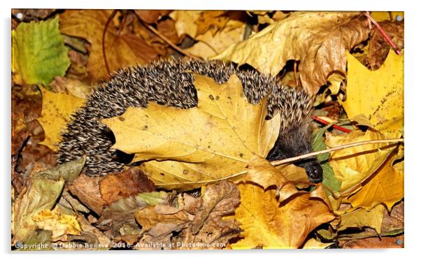 Rummaging Hedgehog in Autumn Leaves  Acrylic by Lady Debra Bowers L.R.P.S