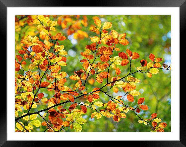 A Symphony of Colors Framed Mounted Print by Tommy Dickson