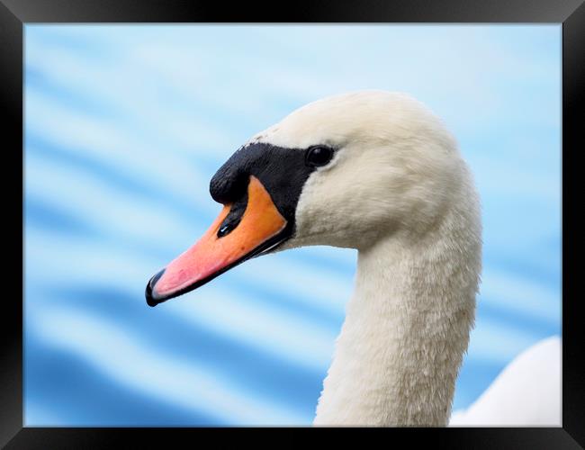 portrait of a mute swan Framed Print by Tommy Dickson