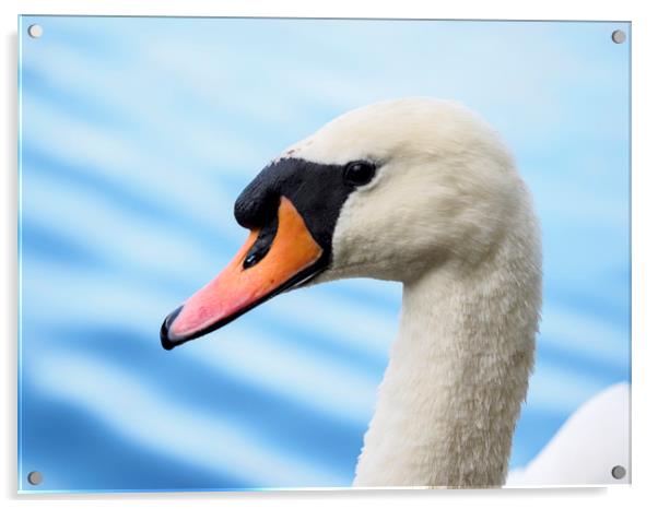 portrait of a mute swan Acrylic by Tommy Dickson