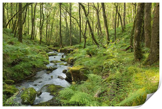 Stream In The Forest Print by Pete Holyoak