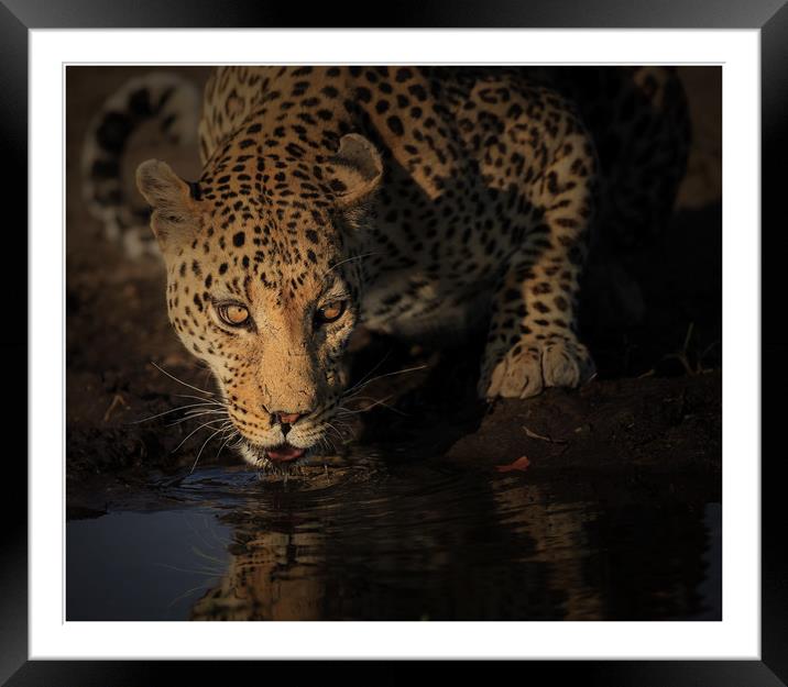 Leopard Botswana  Framed Mounted Print by Paul Fine