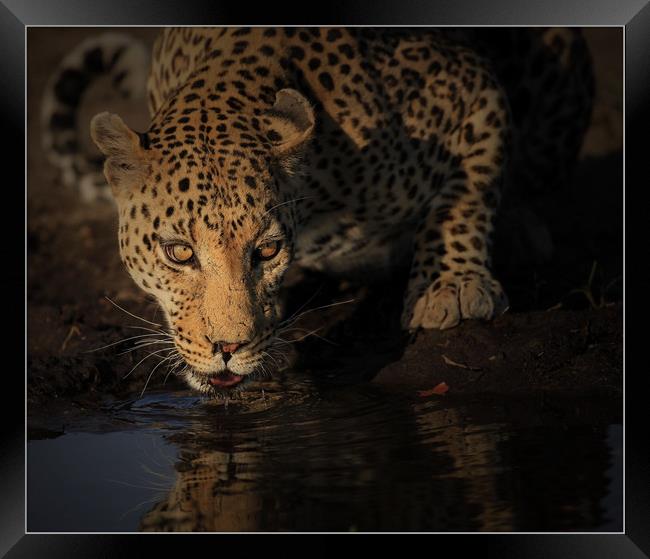 Leopard Botswana  Framed Print by Paul Fine