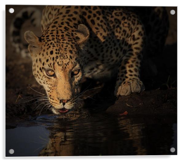 Leopard Botswana  Acrylic by Paul Fine
