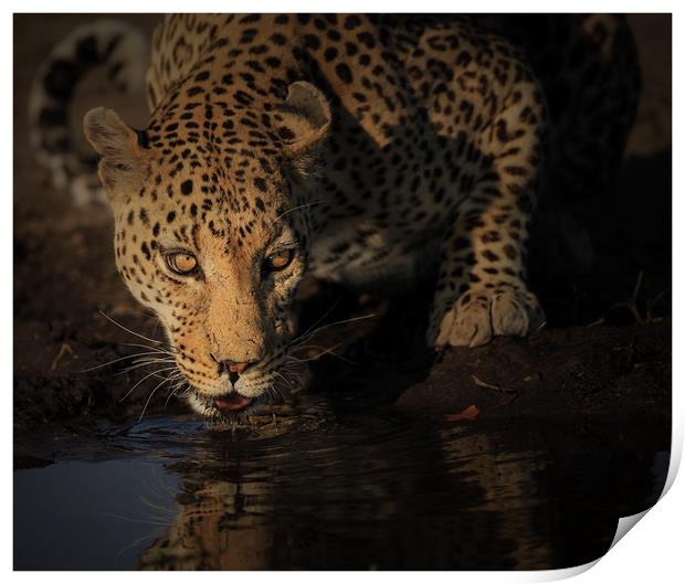 Leopard Botswana  Print by Paul Fine