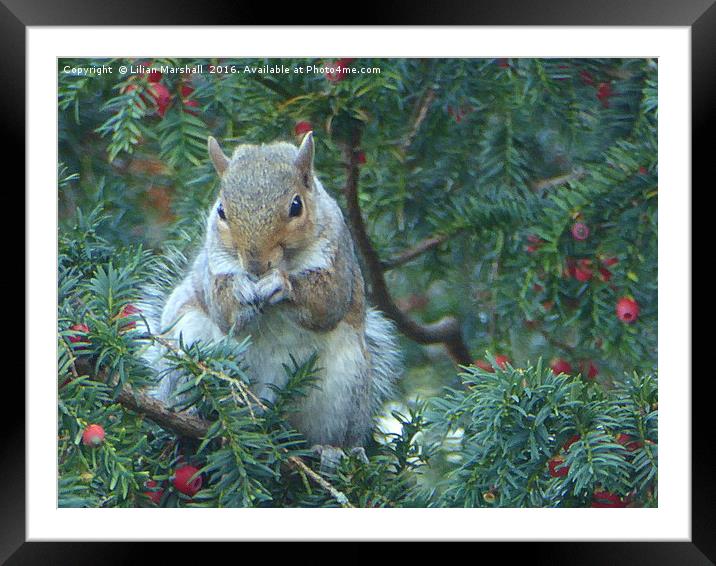 Squirrel in the Rowan Tree.  Framed Mounted Print by Lilian Marshall
