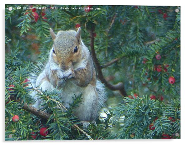Squirrel in the Rowan Tree.  Acrylic by Lilian Marshall