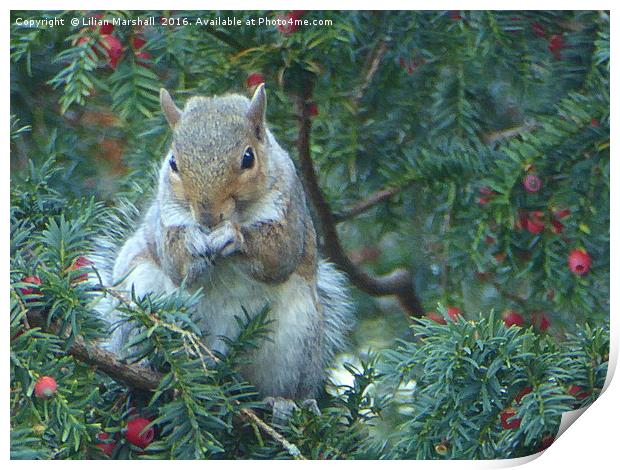 Squirrel in the Rowan Tree.  Print by Lilian Marshall