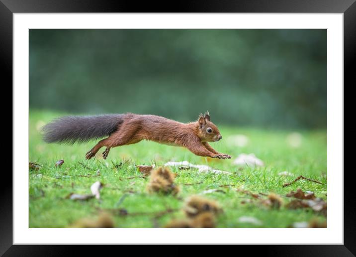 On the run Framed Mounted Print by Philip Male