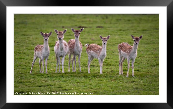 Young fallow deer does Framed Mounted Print by Alan Tunnicliffe