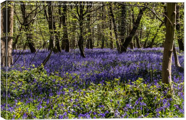 Binfield Heath Woods in South Oxfordshire Canvas Print by colin chalkley