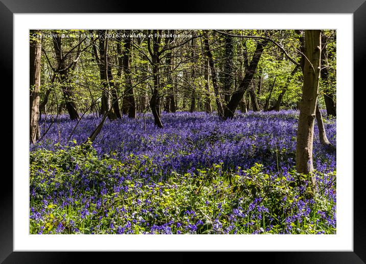 Binfield Heath Woods in South Oxfordshire Framed Mounted Print by colin chalkley