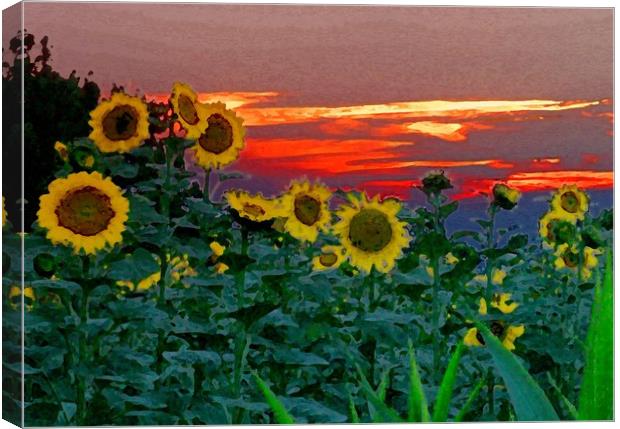 Sunflower Sunset Canvas Print by Peter Balfour
