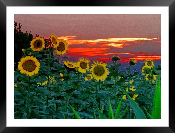 Sunflower Sunset Framed Mounted Print by Peter Balfour