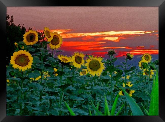 Sunflower Sunset Framed Print by Peter Balfour