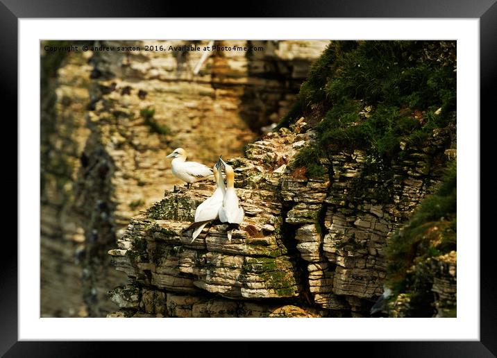 GET A ROOM Framed Mounted Print by andrew saxton