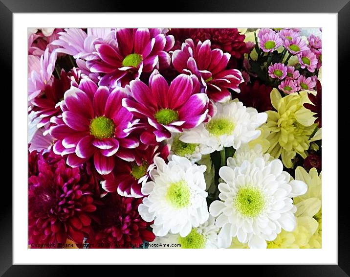 Flowers To Brighten Your Day Framed Mounted Print by Jane Metters