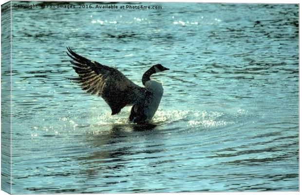 Canadian goose on the lake Canvas Print by Derrick Fox Lomax