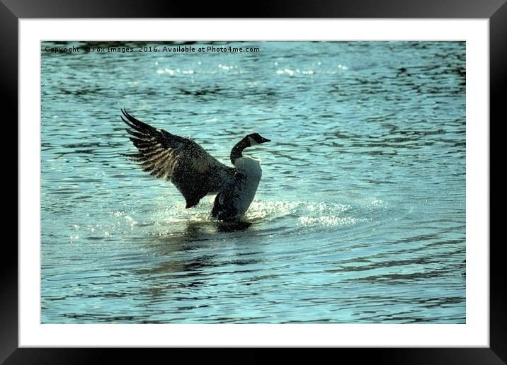Canadian goose on the lake Framed Mounted Print by Derrick Fox Lomax