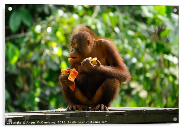 Young male orangutan eating fruit Acrylic by Angus McComiskey