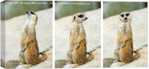 Meerkat triptych Canvas Print by Angus McComiskey
