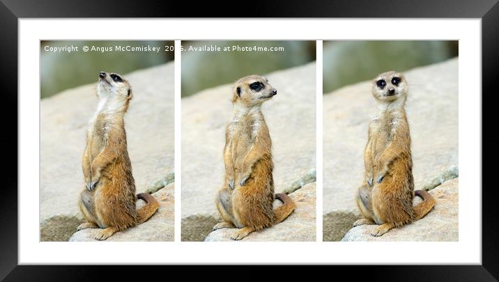 Meerkat triptych Framed Mounted Print by Angus McComiskey