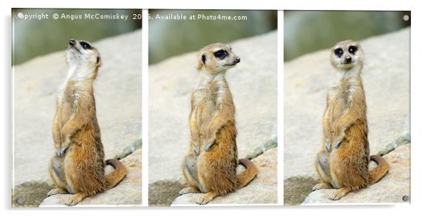 Meerkat triptych Acrylic by Angus McComiskey