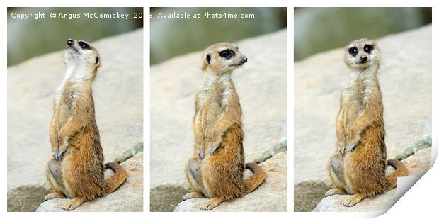 Meerkat triptych Print by Angus McComiskey