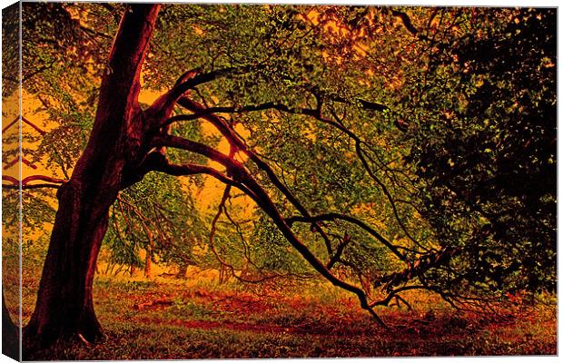 Branches Canvas Print by Ian Jeffrey