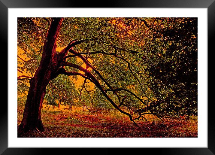 Branches Framed Mounted Print by Ian Jeffrey
