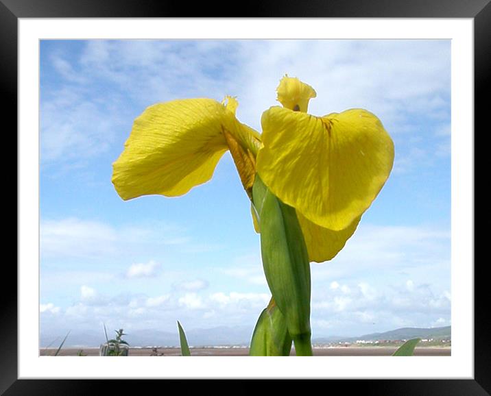 Pictures of Iris Framed Mounted Print by Paul Leviston