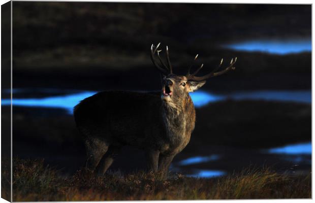Royal Stag Canvas Print by Macrae Images