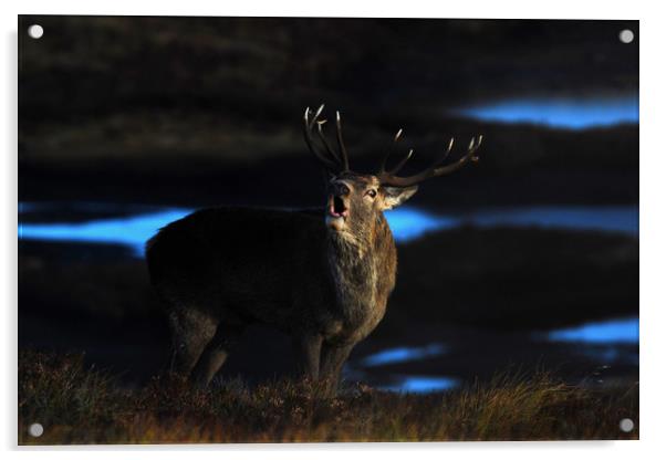 Royal Stag Acrylic by Macrae Images