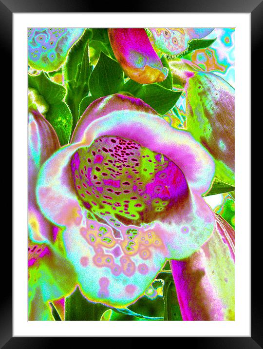 Abstract Foxglove Framed Mounted Print by Brian Roscorla