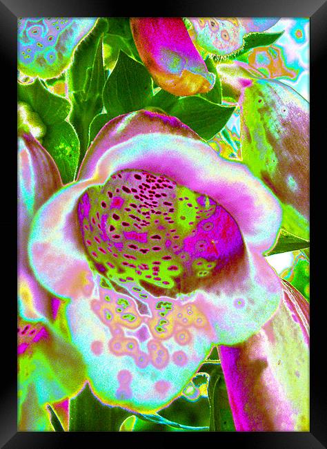 Abstract Foxglove Framed Print by Brian Roscorla