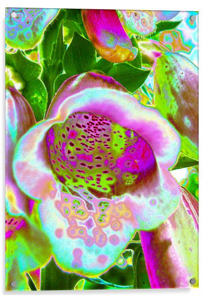 Abstract Foxglove Acrylic by Brian Roscorla