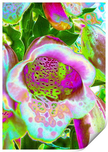 Abstract Foxglove Print by Brian Roscorla