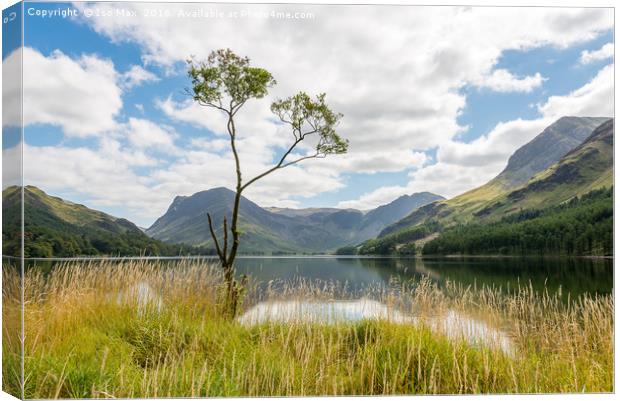 Buttermere Tree, Lake District Canvas Print by The Tog