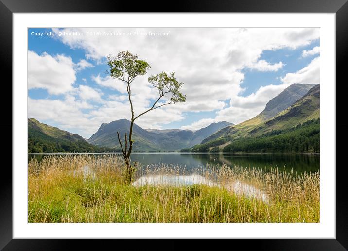 Buttermere Tree, Lake District Framed Mounted Print by The Tog