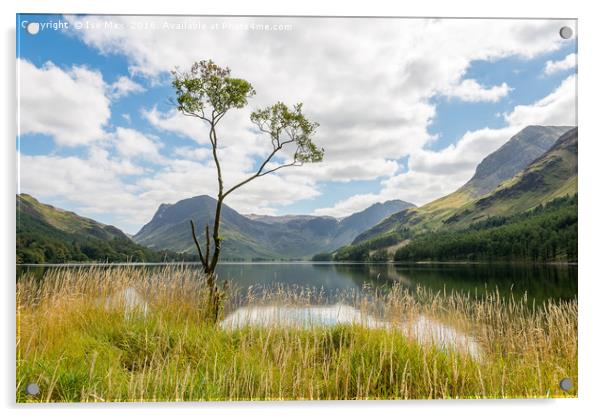 Buttermere Tree, Lake District Acrylic by The Tog