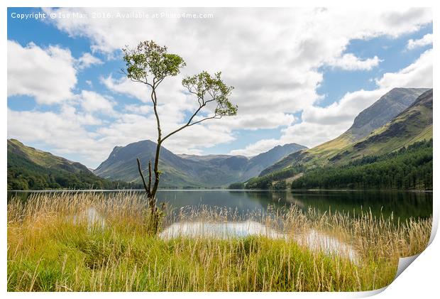 Buttermere Tree, Lake District Print by The Tog