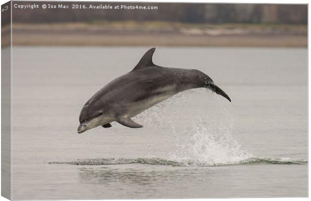 Moray Firth, Bottlenose Dolphin, Scotland Canvas Print by The Tog