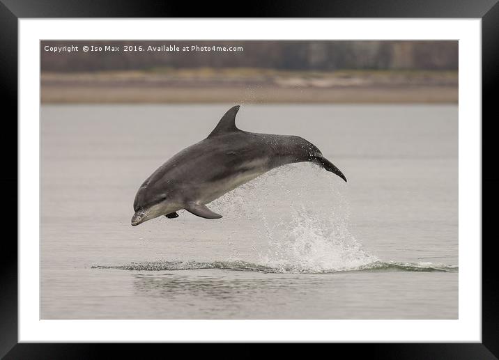 Moray Firth, Bottlenose Dolphin, Scotland Framed Mounted Print by The Tog