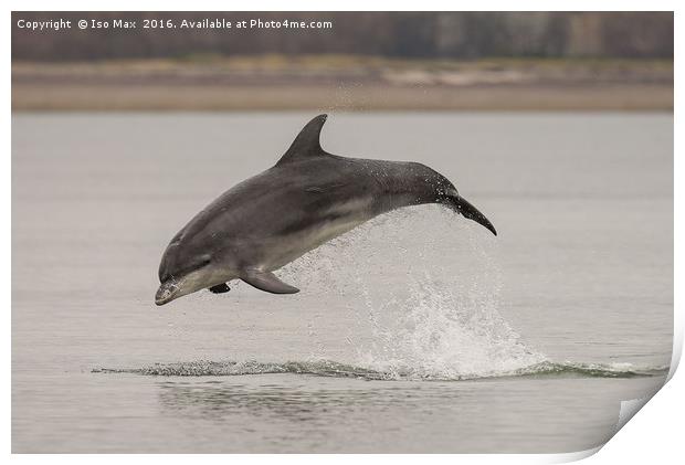 Moray Firth, Bottlenose Dolphin, Scotland Print by The Tog