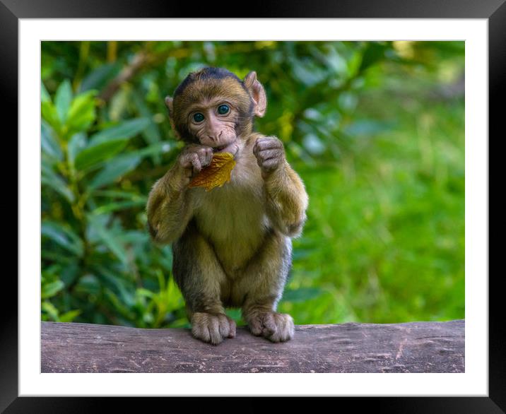 Baby Monkey Framed Mounted Print by Rob Camp
