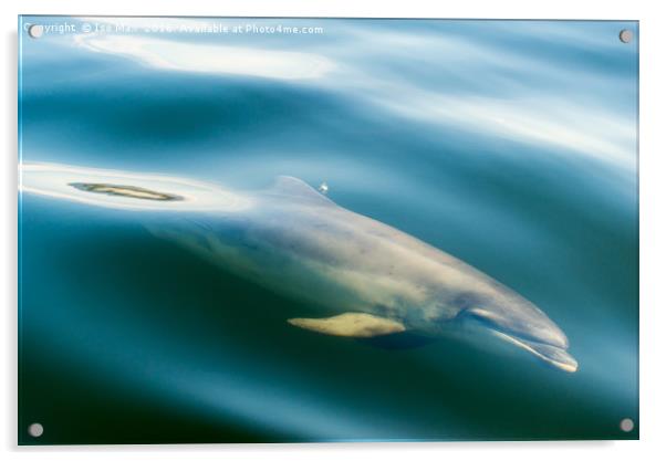 Moray Firth, Bottlenose Dolphin, Scotland Acrylic by The Tog