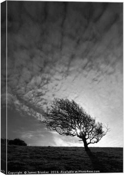Windswept Blackthorn Tree In Winter Black & White Canvas Print by James Brunker