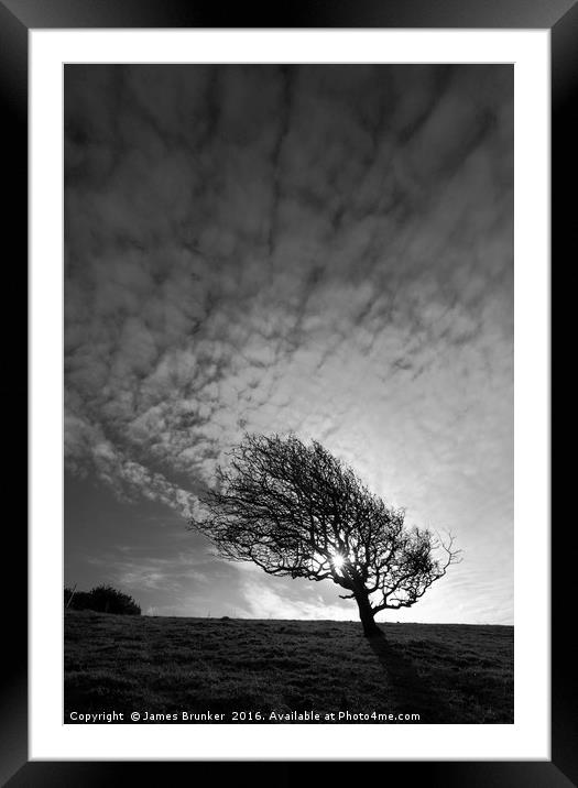 Windswept Blackthorn Tree In Winter Black & White Framed Mounted Print by James Brunker