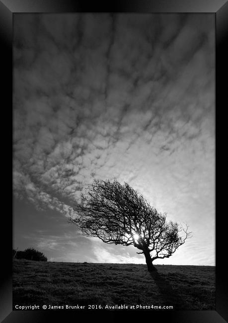 Windswept Blackthorn Tree In Winter Black & White Framed Print by James Brunker